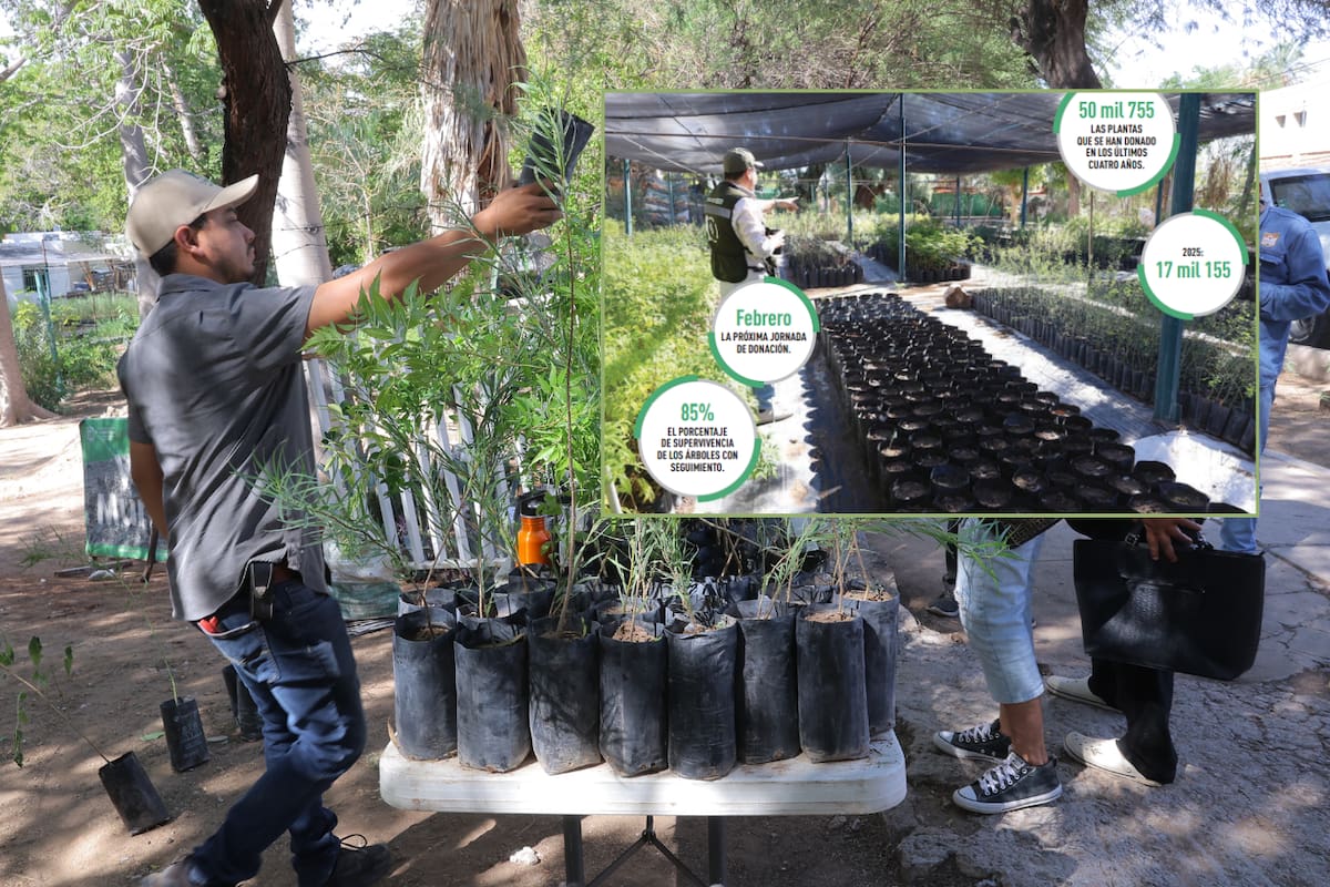 Hay más de 10 mil plantas listas para entrega en el Vivero Municipal