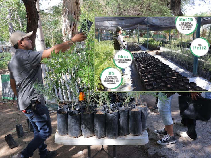 Hay más de 10 mil plantas listas para entrega en el Vivero Municipal