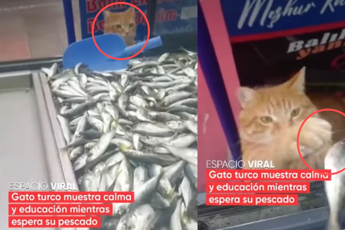 “Qué distinguido caballero, déjeme estrechar su mano”: Gato local en Turquía se vuelve sensación por esperar con educación su turno en la pescadería