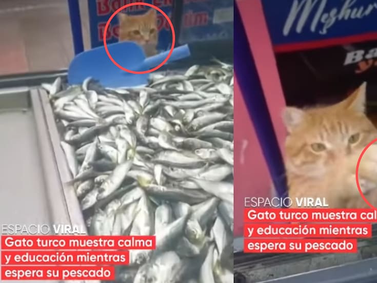 “Qué distinguido caballero, déjeme estrechar su mano”: Gato local en Turquía se vuelve sensación por esperar con educación su turno en la pescadería