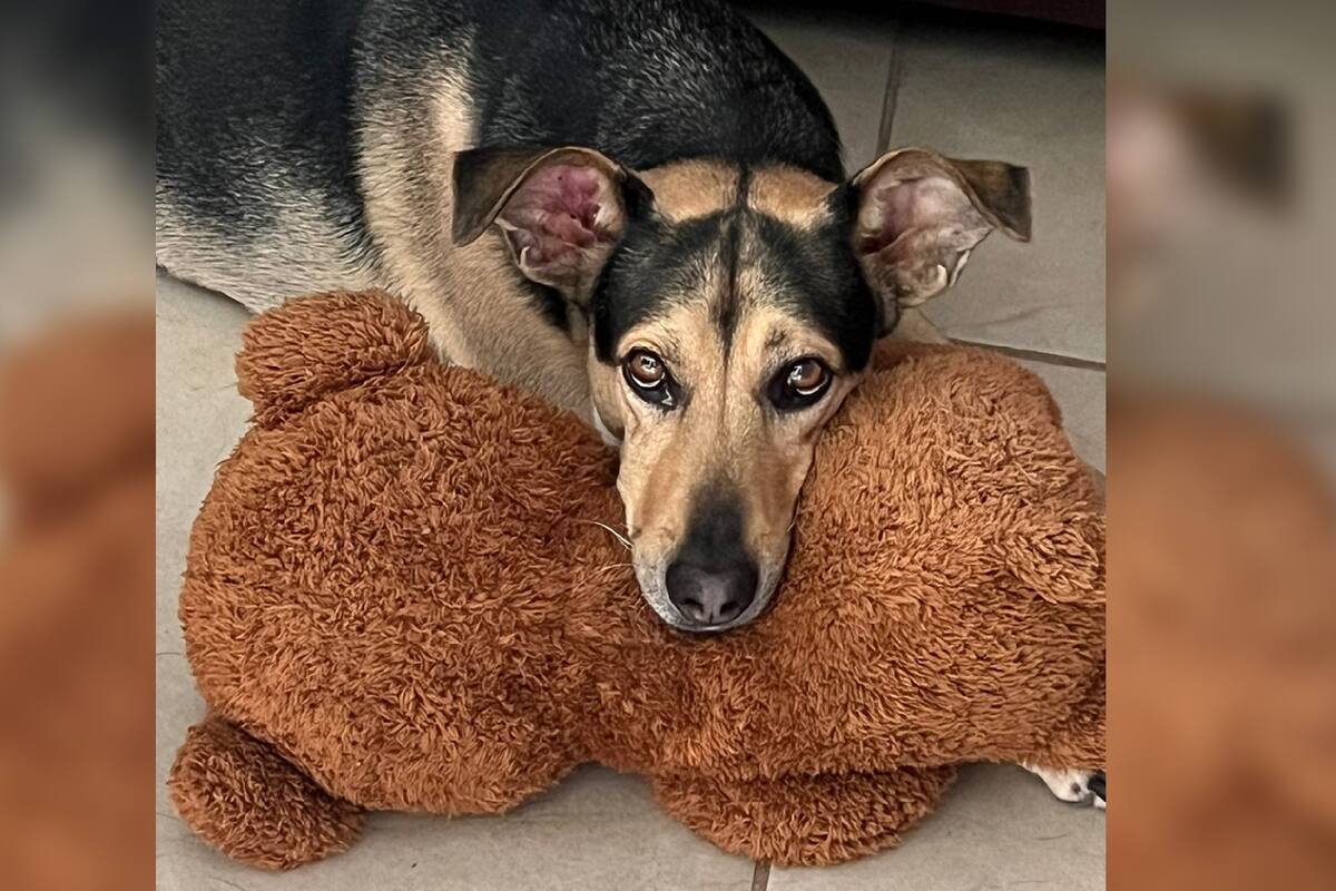 ¿Realmente los perros pueden oler el miedo?