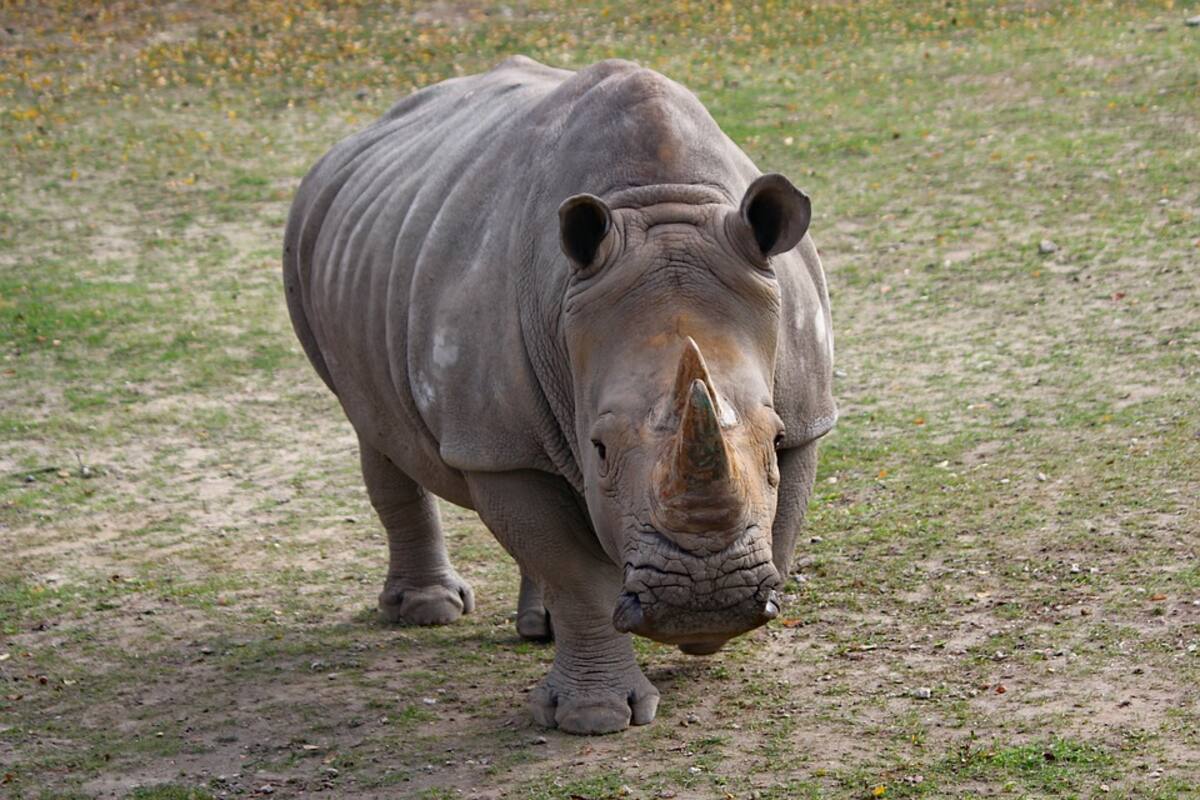 Muere el último rinoceronte macho de Sumatra, en Malasia