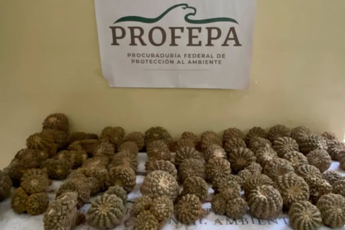 Profepa frustra tráfico de más de 2 mil cactáceas exóticas; venían de Chile y estaban en peligro de extinción