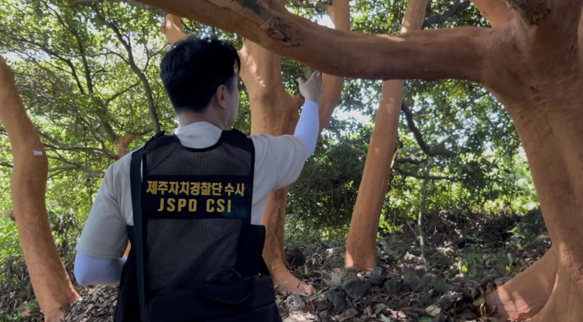Un investigador de la Policía Autónoma de Jeju examina un árbol de zelkova pelado . / Policía Autónoma de Jeju. - JIBS.