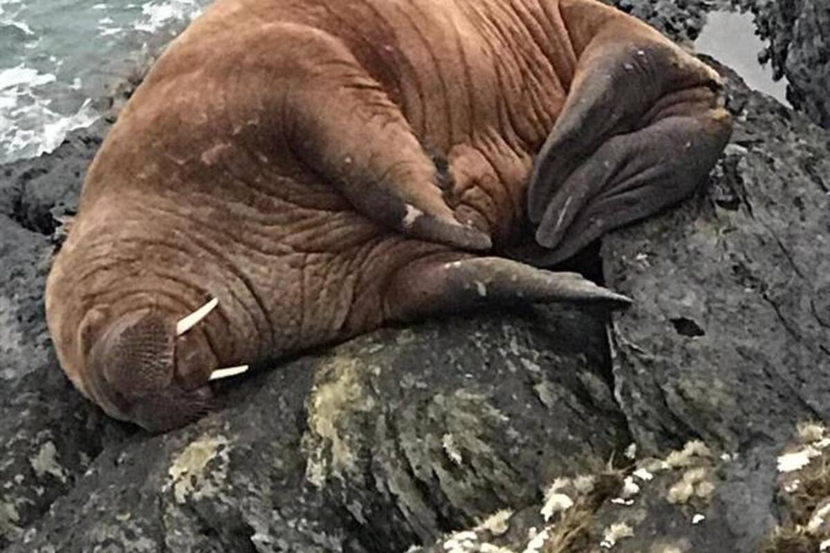 Video: Morsa se queda dormida sobre iceberg en el Ártico y aparece en Irlanda