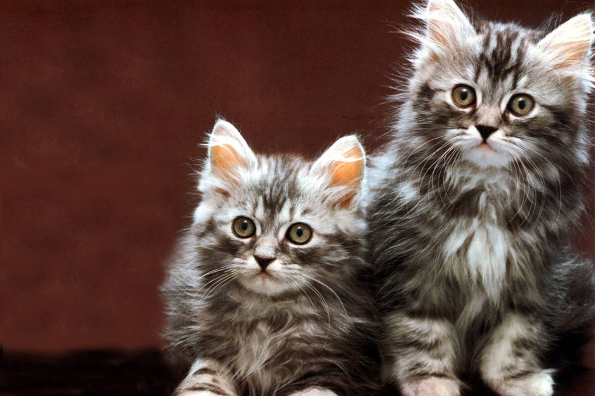 ¿Cómo cuidar la salud de tu gato durante el año?