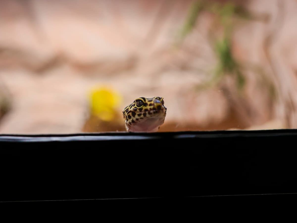 Foto: Juan J Morales