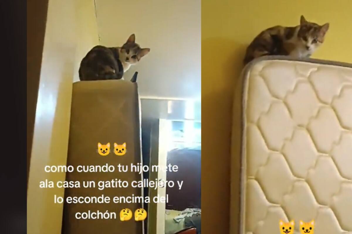 “Salio de la chimenea.” Niño mete un gato callejero a su casa y niega haber sido el