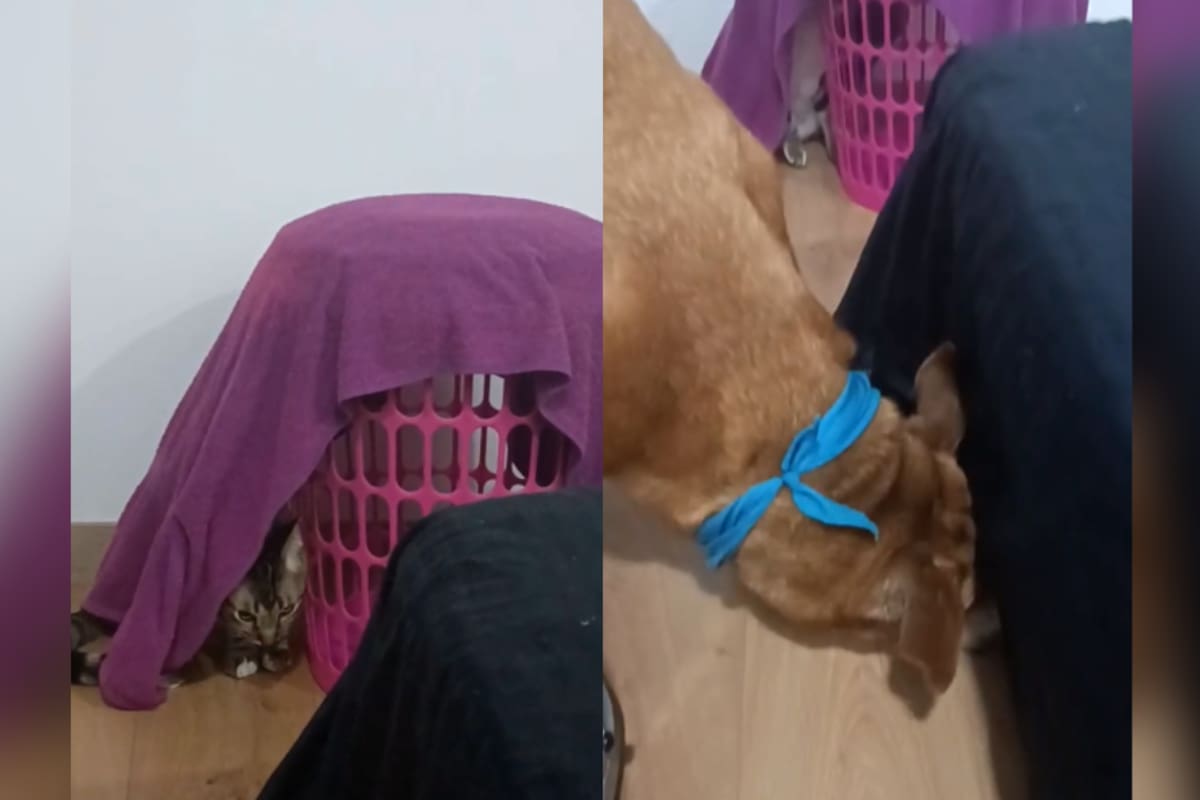 Gato y perro juegan a las escondidas y se vuelven virales en TikTok