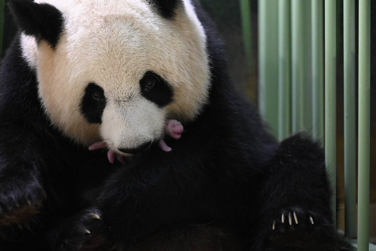 Panda gigante da a luz a gemelos en el zoológico de Beauval, en Francia