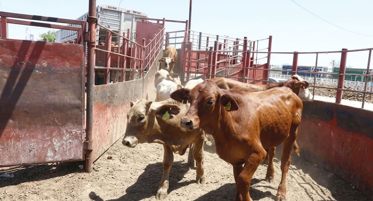 El 24 de agosto, el Departamento de Agricultura de Estados Unidos autorizó la reapertura de la frontera con México para la exportación de ganado en pie. (Banco digital GH)