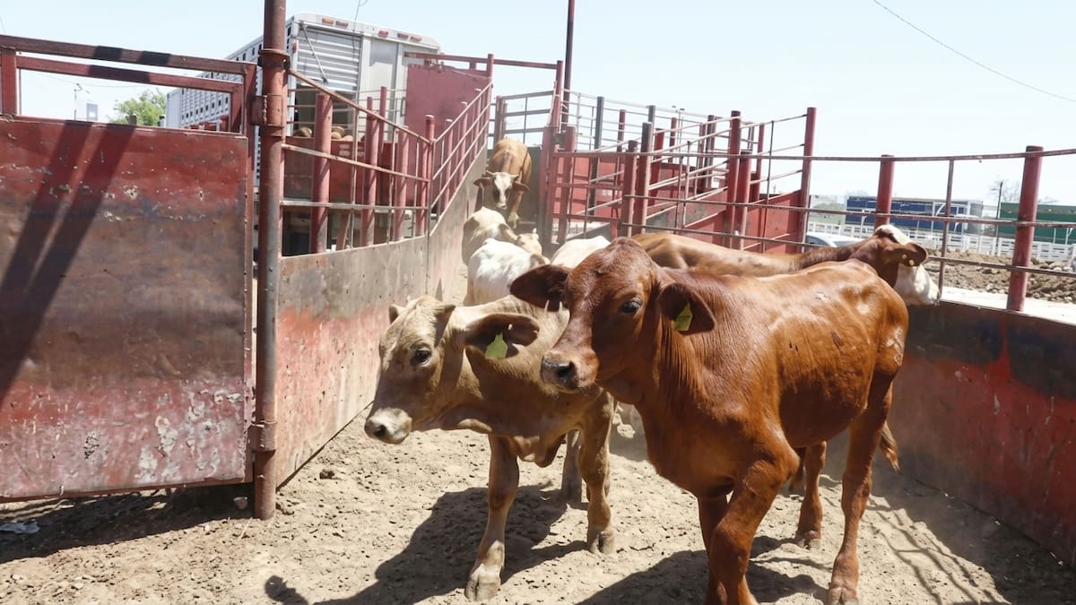 Sonora exporta 24 mil cabezas de ganado a Estados Unidos tras reabrir la frontera y los cruces diarios casi se duplican