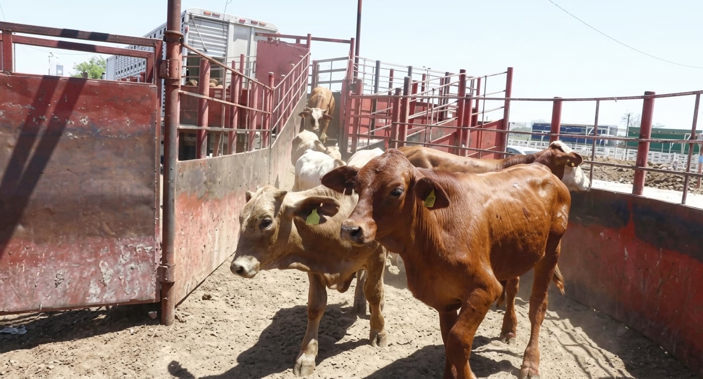 Sonora exporta 24 mil cabezas de ganado a Estados Unidos tras reabrir la frontera y los cruces diarios casi se duplican