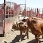 Logran ganaderos precio récord en mercado internacional