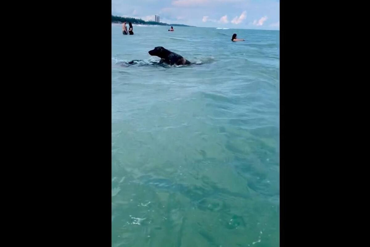 VIRAL: Joven finge "ahogarse" y esta fue la reacción de su mascota