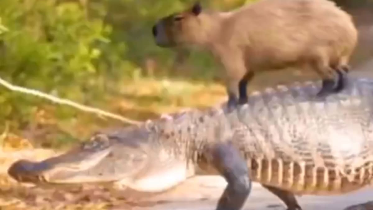 Esta escena ha ganado rápidamente popularidad en internet | Captura de video