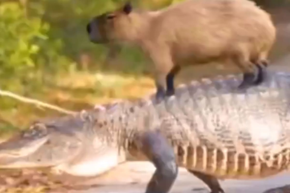 VIDEO: Capibara y cocodrilo se vuelven amigos y cautivan el internet