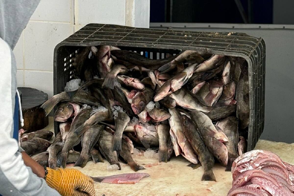 Incrementan ventas en pescaderías