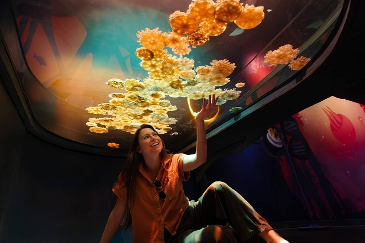 Abre nueva experiencia de medusas en SeaWorld San Diego