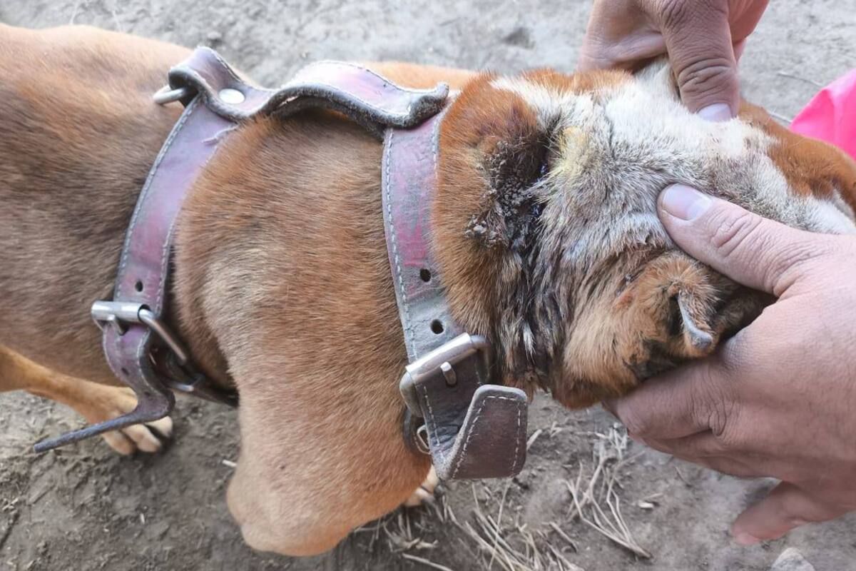 Preocupa aumento de maltrato animal en Ensenada