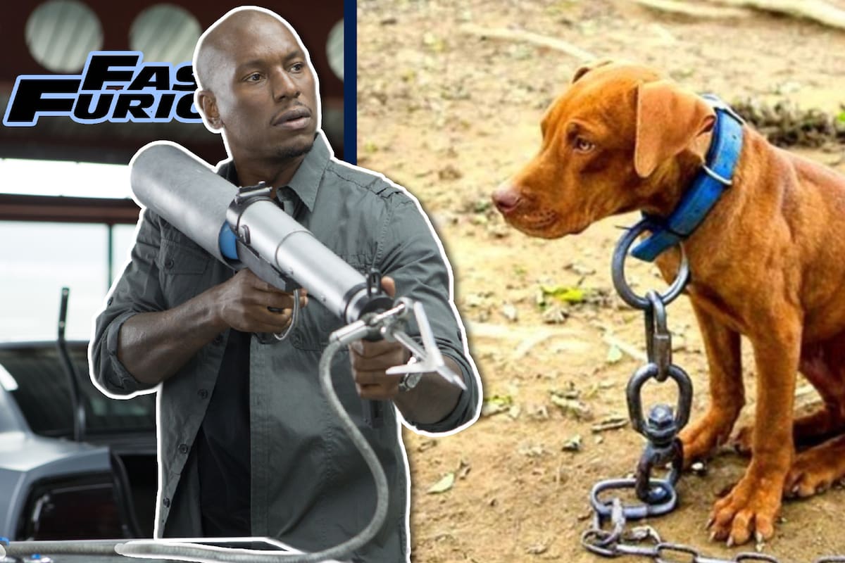 Tyrese Gibson, actor de ‘Rápido y Furioso’, es investigado por crueldad animal tras la muerte del perro de su vecino