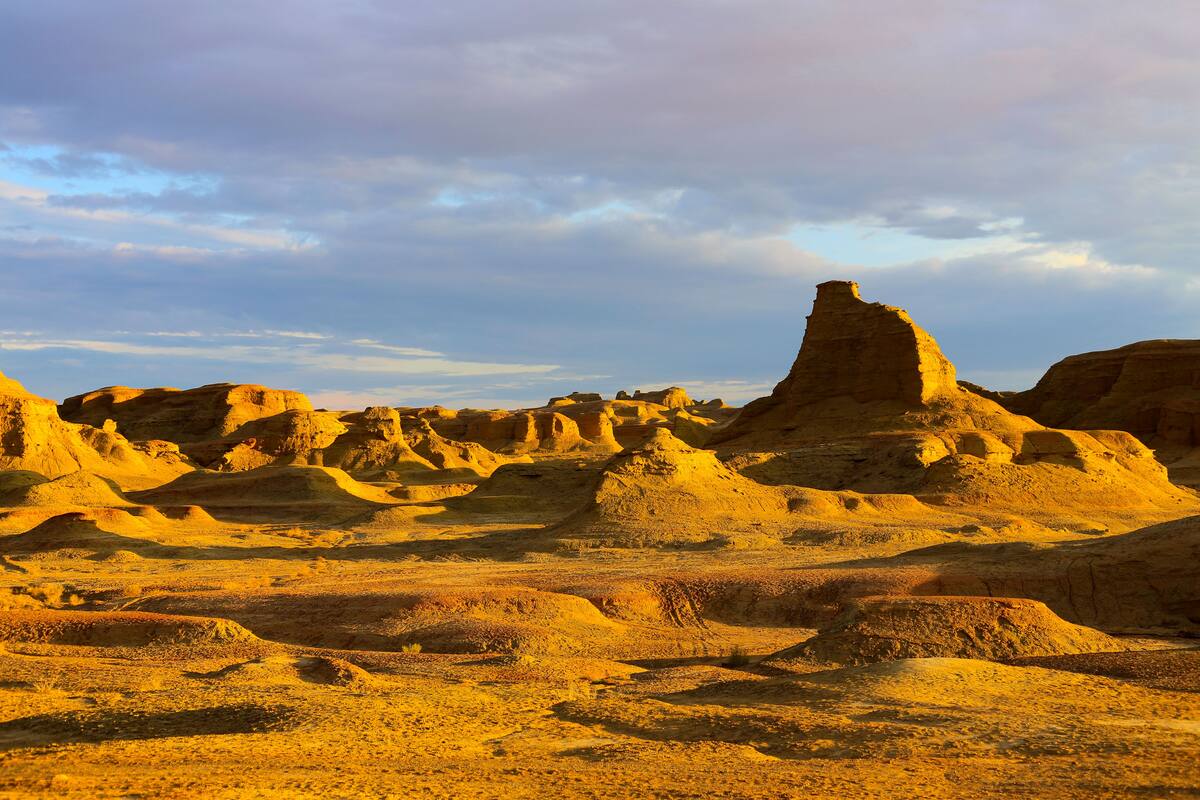 El proyecto utiliza árboles, arbustos y pastizales para contener las dunas y reducir las tormentas de arena. Foto: Pexels