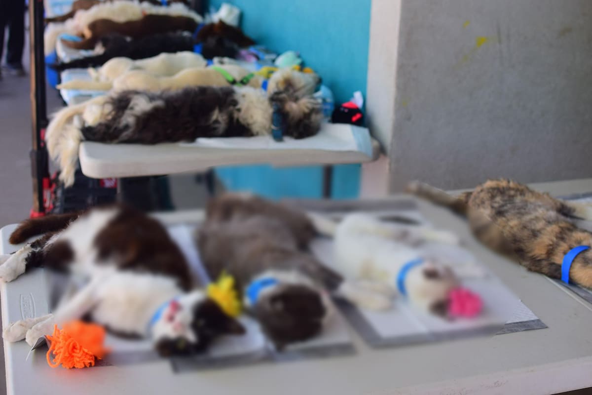 Ofrecen 100 esterilizaciones gratuitas para mascotas en Rosarito