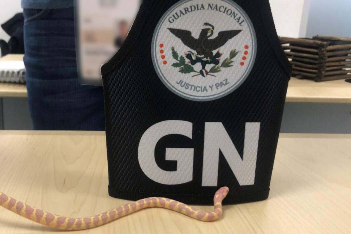 Guardia Nacional rescata a pitón albina en aeropuerto de Chihuahua