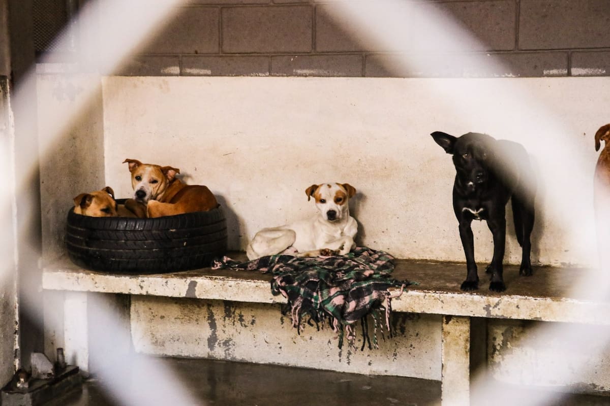 Abogados Animalistas México espera que en 2025 se garantice la educación inter-especie