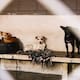 Denuncian presuntas deficiencias sanitarias en Control Animal de Rosarito