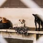 Denuncian presuntas deficiencias sanitarias en Control Animal de Rosarito