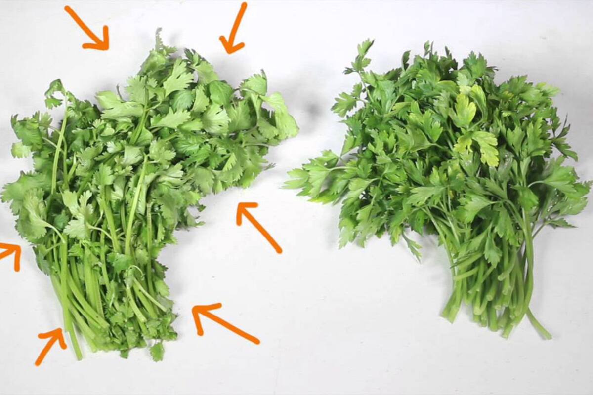 Conoce las diferencias entre el cilantro y el perejil