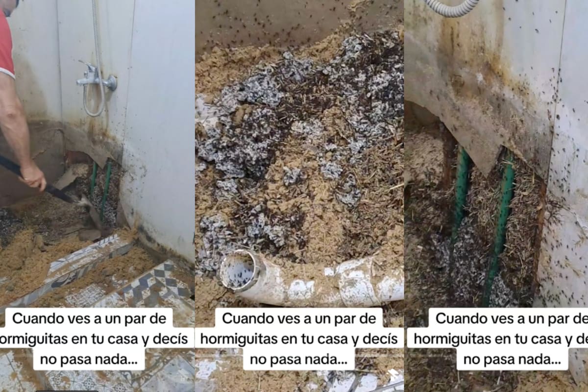 VIRAL: ¡mujer descubre una colonia de hormigas detrás de una pared de su baño!