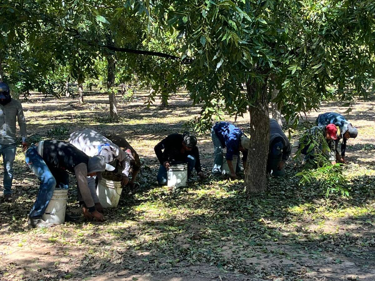 Gana terreno cultivo de nuez en Norte de Sonora / Marco Manriquez