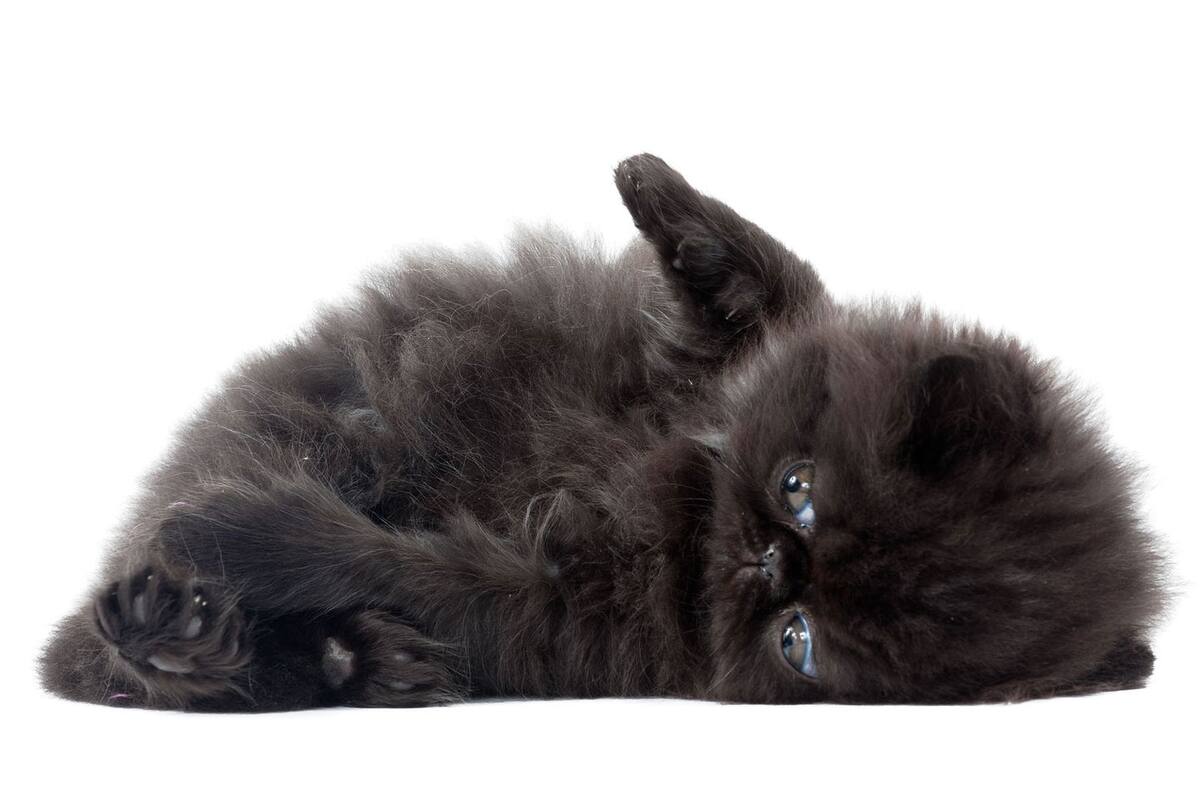 ¿De dónde viene el mito de los gatos negros y la mala suerte?