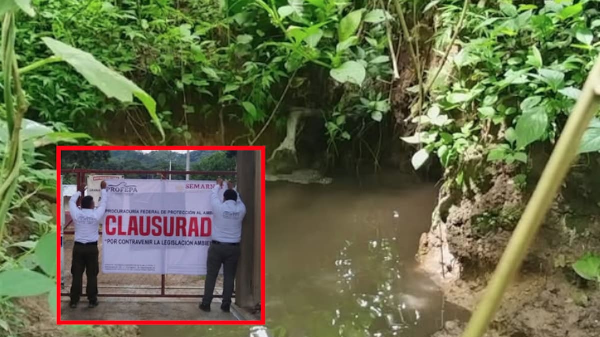Clausuran granja por contaminar arroyo en Chiapas: Profepa detecta aguas residuales sin tratar en predio con más de 23,000 cerdos