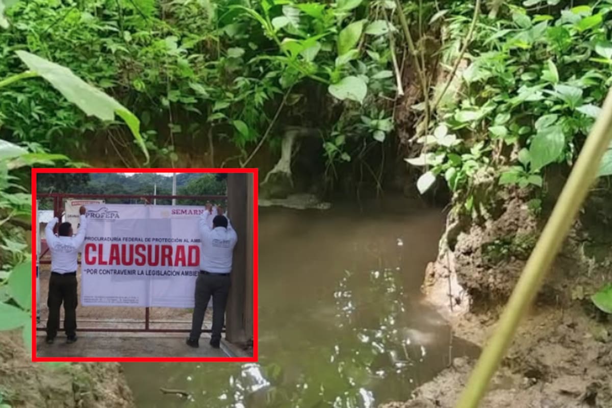 Clausuran granja por contaminar arroyo en Chiapas: Profepa detecta aguas residuales sin tratar en predio con más de 23,000 cerdos
