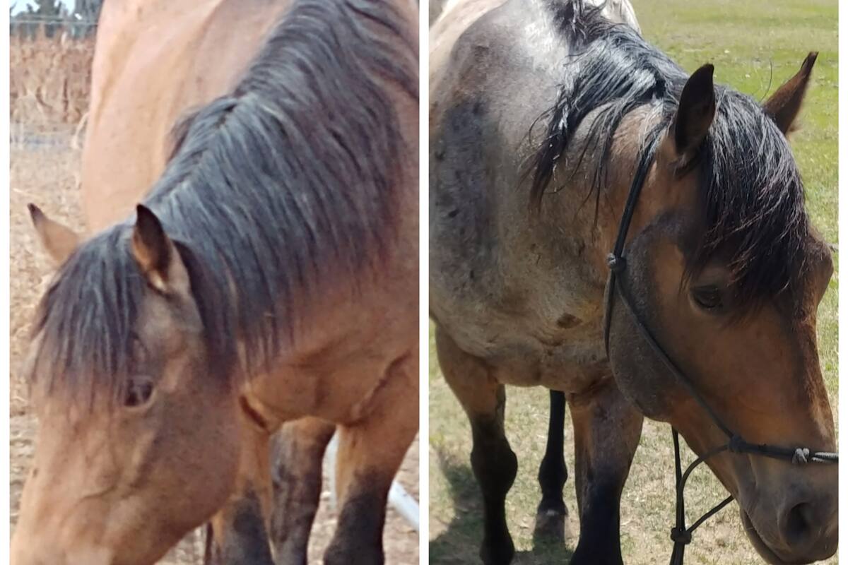 Publica fotos de su caballo 'camaleón', que cambia de color durante todo el año