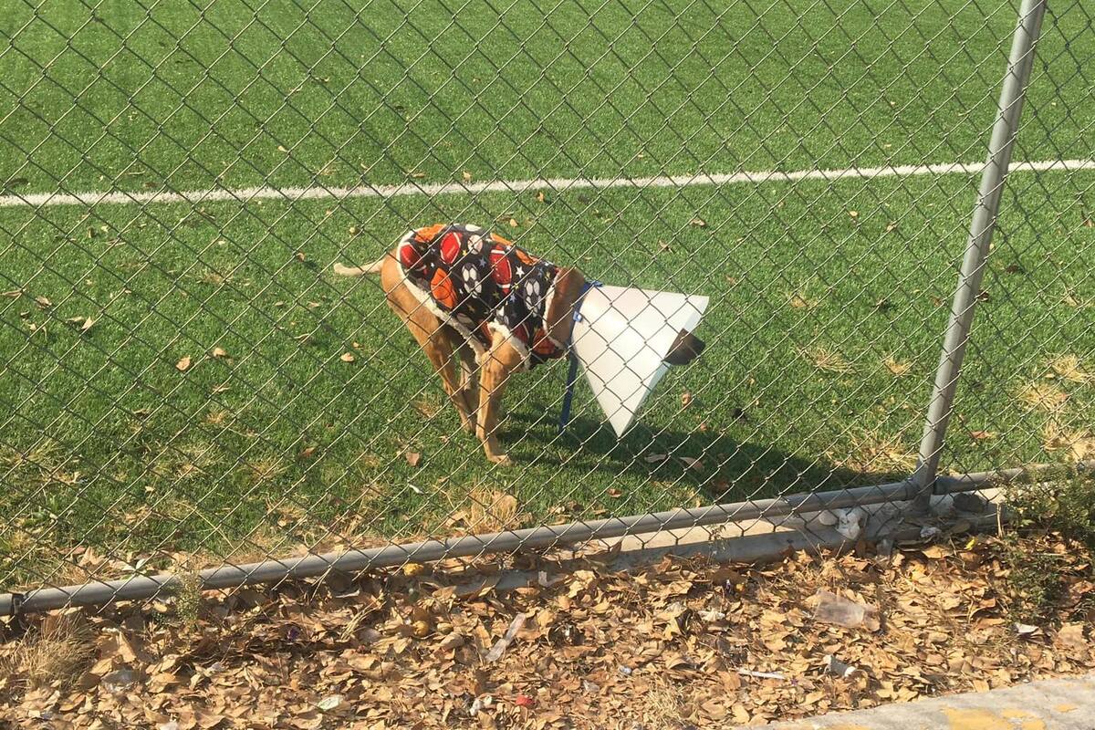 Piden de regalo de Navidad una silla de ruedas para perrito atropellado
