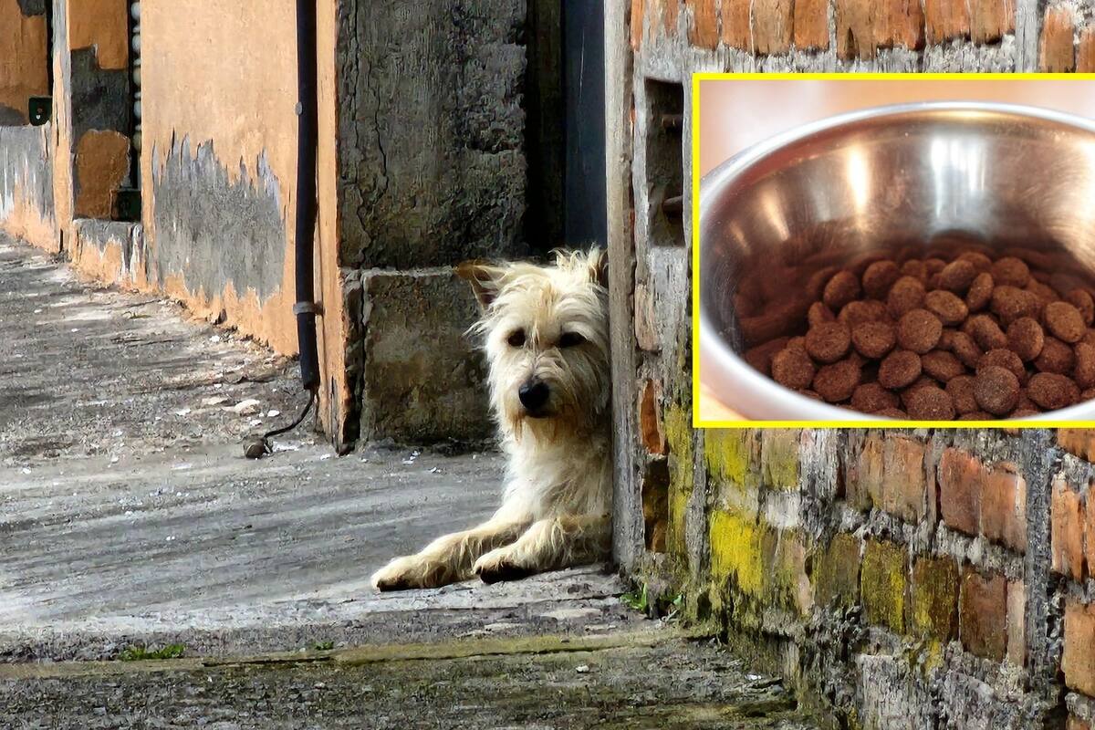 ¿Te pueden multar por alimentar perros de la calle en México?