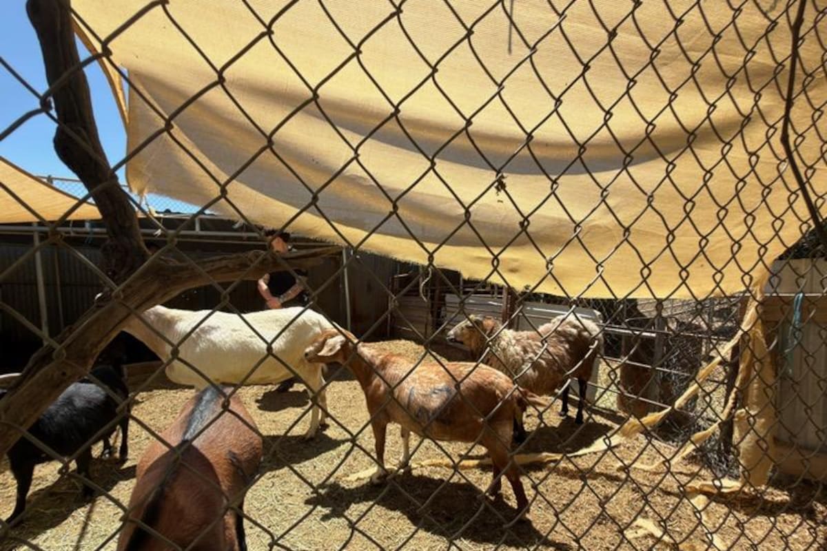 Rescatan cientos de animales de refugio en bancarrota en San Diego