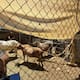 Rescatan cientos de animales de refugio en bancarrota en San Diego