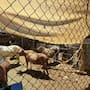 Rescatan cientos de animales de refugio en bancarrota en San Diego