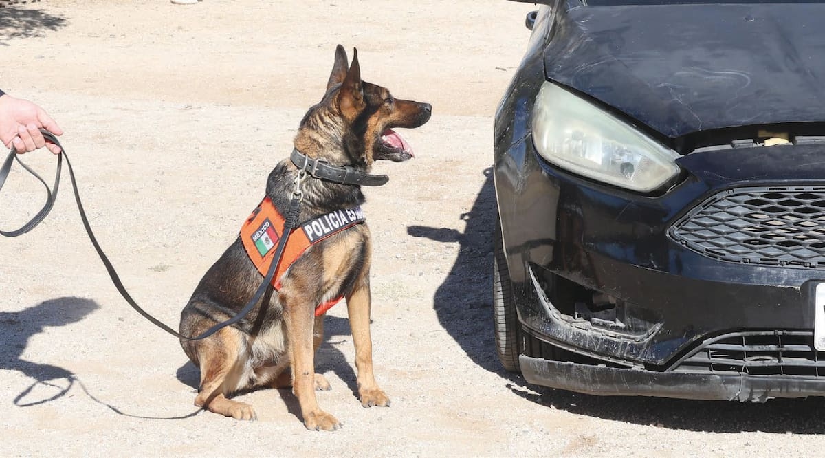 La señal de Bertha para su instructor es quedarse sentada y ver fijamente al lugar donde encontró alguna
sustancia ilícita.