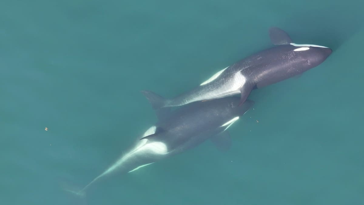 El estudio documentó un caso de depredación entre orcas en la isla de Bering y abrió un debate sobre su posible divergencia evolutiva. /Reuters