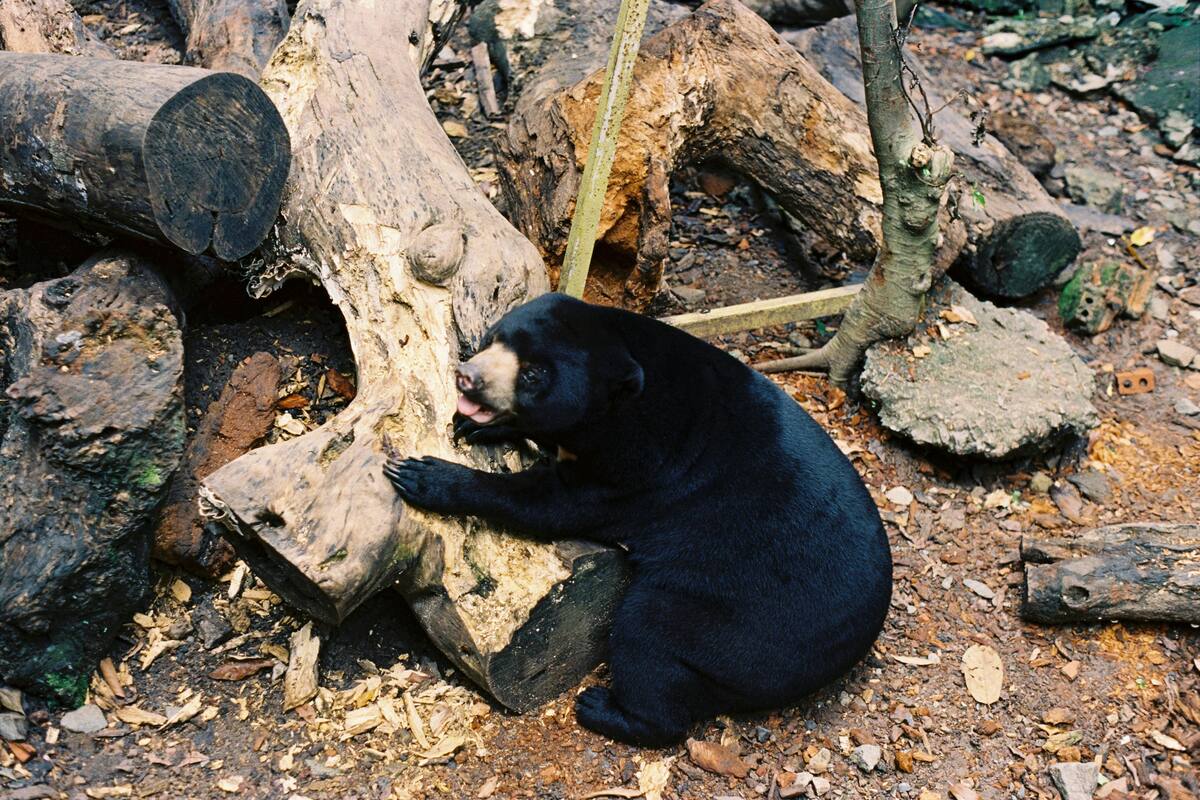 Seis personas diagnosticadas con gusanos en el cerebro por consumir carne de oso negro