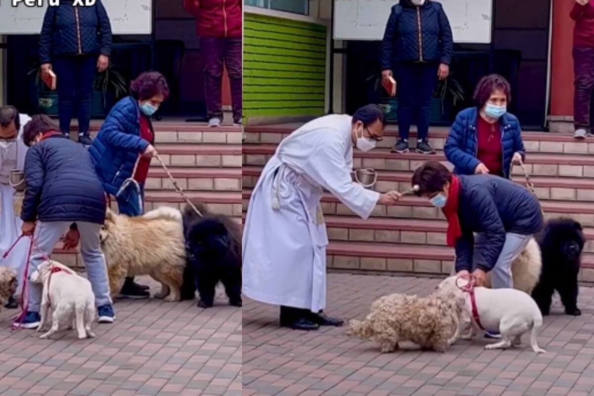 VIDEO: Llevan a sus perros a parroquia para que padre los bendiga y conmueve en redes
