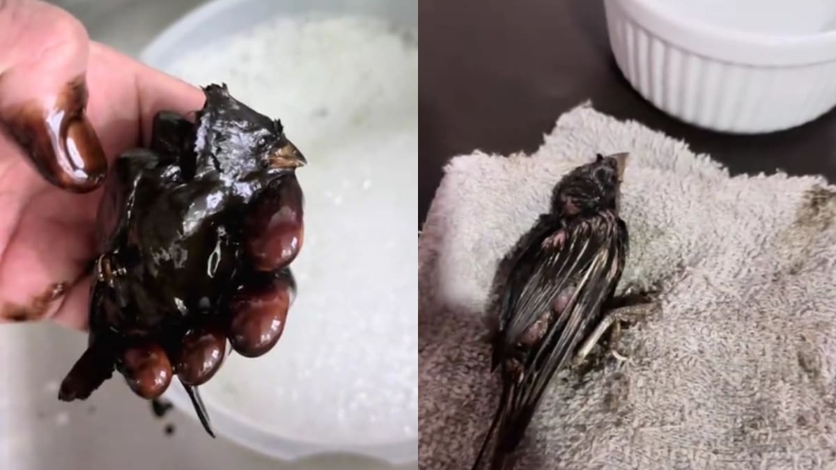 Hombre se gana el corazón de las redes sociales tras salvar a un pajarito cubierto de aceite para automóvil