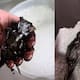 Hombre se gana el corazón de las redes sociales tras salvar a un pajarito cubierto de aceite para automóvil