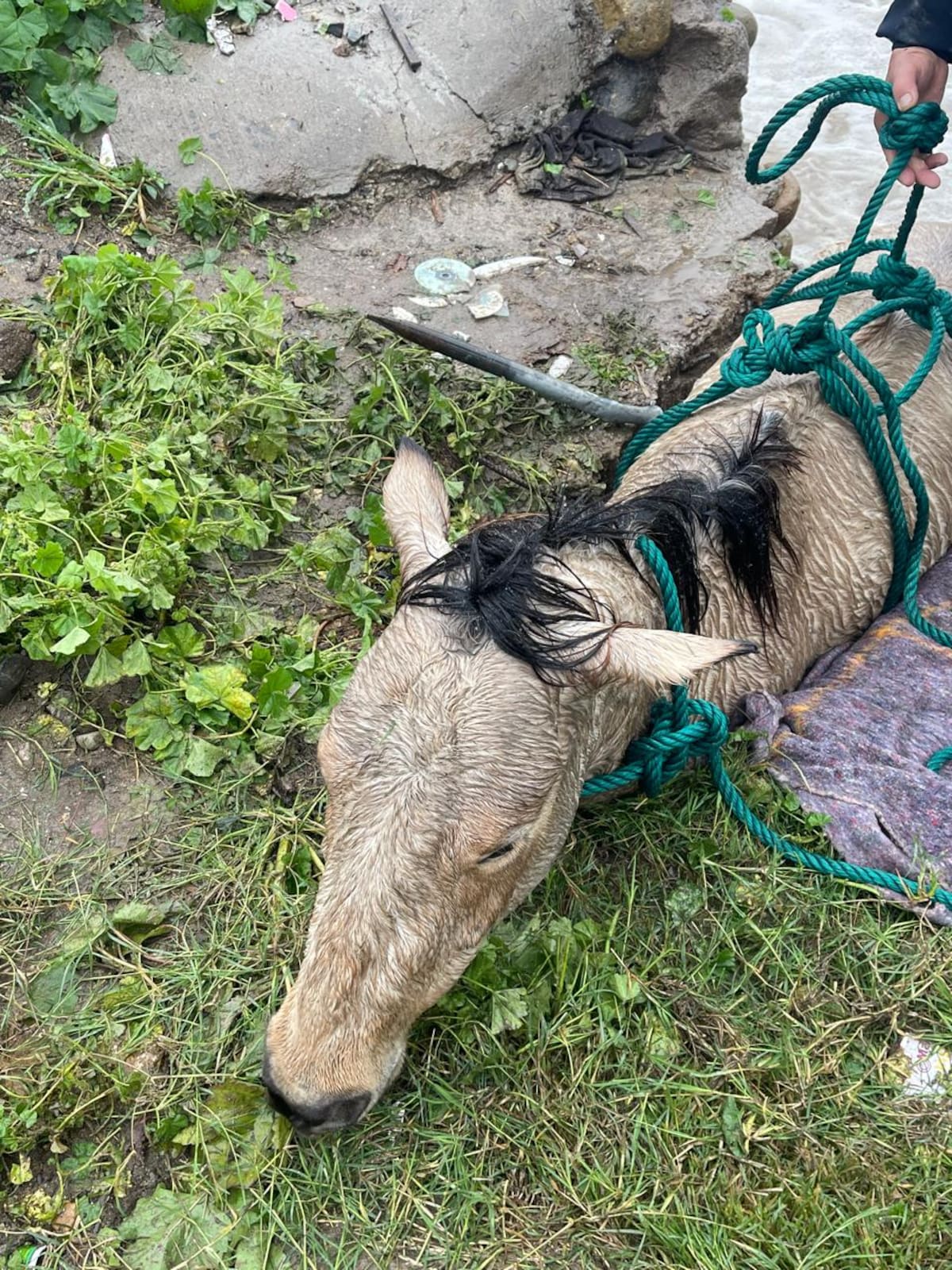 Foto: Carmen Gutiérrez